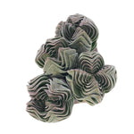 Crassula Buddha Temple, Cluster