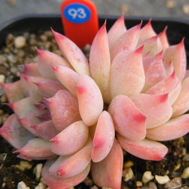 PRESALE Echeveria Chihuahuaensis Sp., Double, (Not so Random)