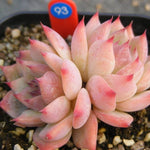PRESALE Echeveria Chihuahuaensis Sp., Double, (Not so Random)