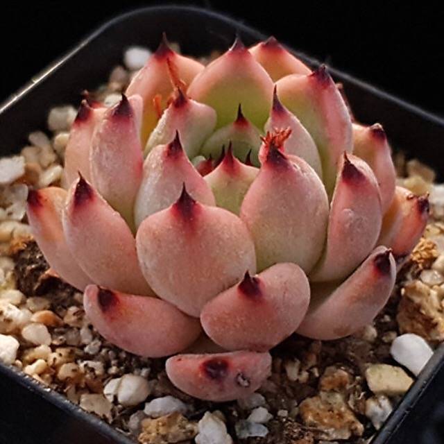 PRESALE Echeveria Jackal, (Not so Random)