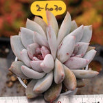 PRESALE Echeveria Trumso, Double