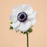 BLACK FRIDAY JUST CART! Anemone Mistral White Panda (Ready to Ship)