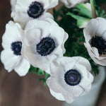 BLACK FRIDAY JUST CART! Anemone Mistral White Panda (Ready to Ship)