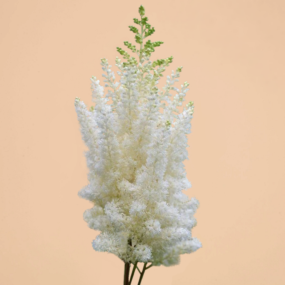 NEW! Astilbe Vision in White (Spring Delivery)