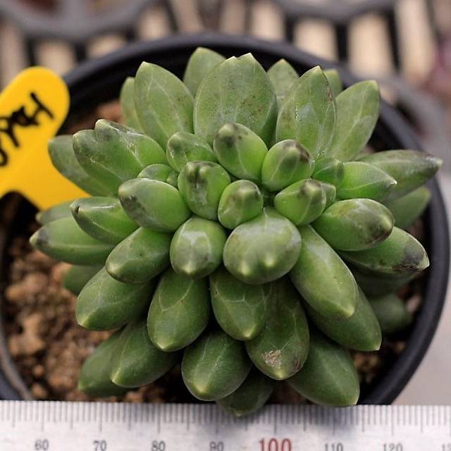 Pachyphytum Compactum, Cristata