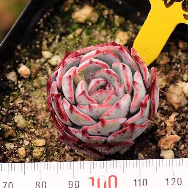 SPECIAL!! JUST CART! PRESALE Echeveria Ceshicon