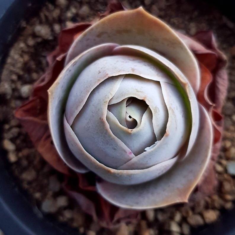 (RESERVED) Greenovia El Hierro