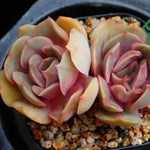 PRESALE Echeveria Keys, (Random)