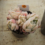 MOTHER'S DAY WEEKEND FLASH SALE! PRESALE Echeveria Elegans, Mini Clusters, (Random)