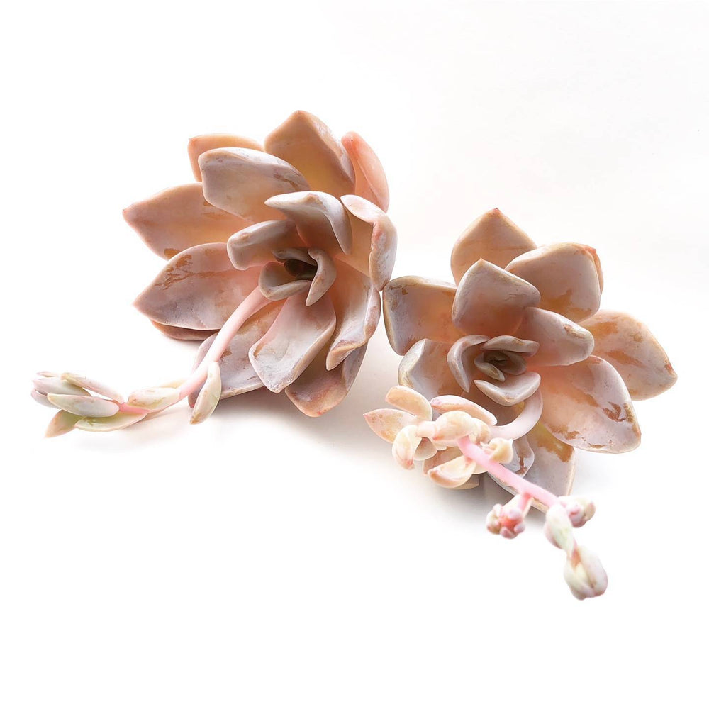 Echeveria Bambino, (Random)