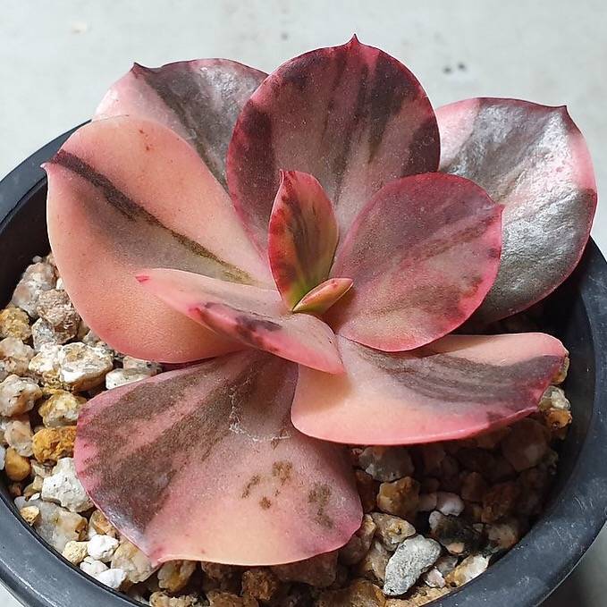 PRESALE Echeveria Pre Madonna, (Not So Random)