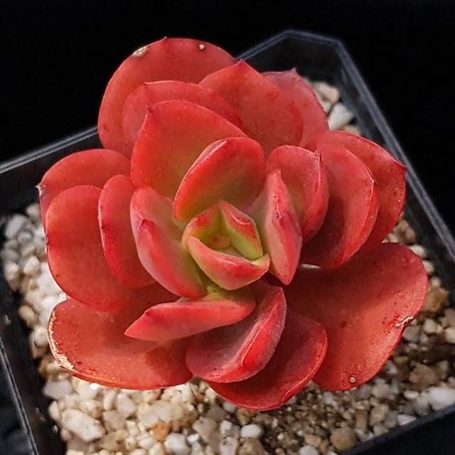 PRESALE Echeveria Jyulia, (Random)