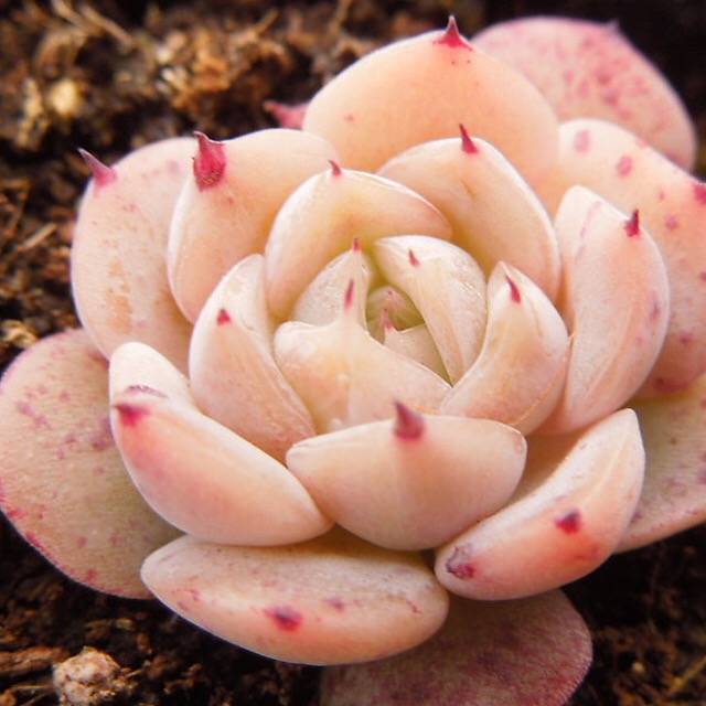 SPECIAL! JUST CART!! Echeveria Sp., (Not so Random)