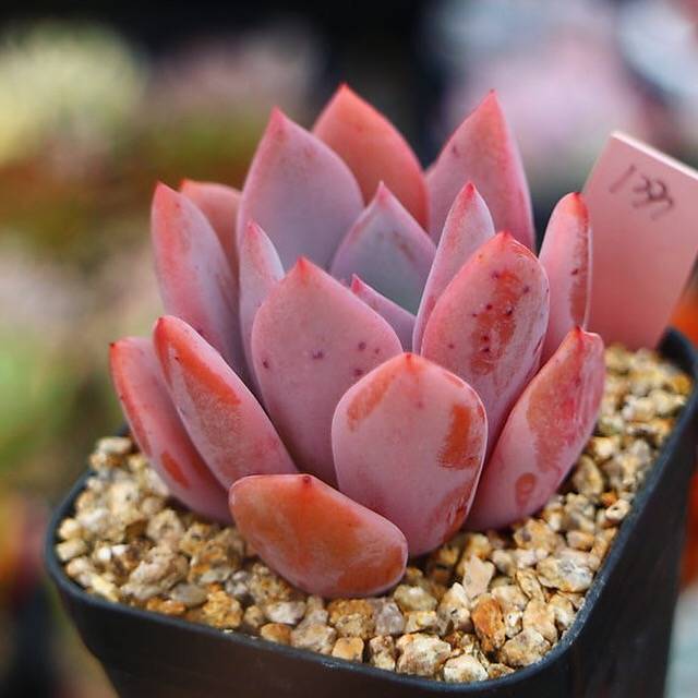 PRESALE  Echeveria Chara, (Not So Random)