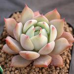 BLACK FRIDAY SNEAK, Echeveria Baldi, (Random)