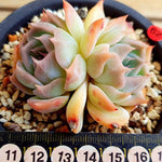 PRESALE Echeveria Rosanna, Double, (Random)