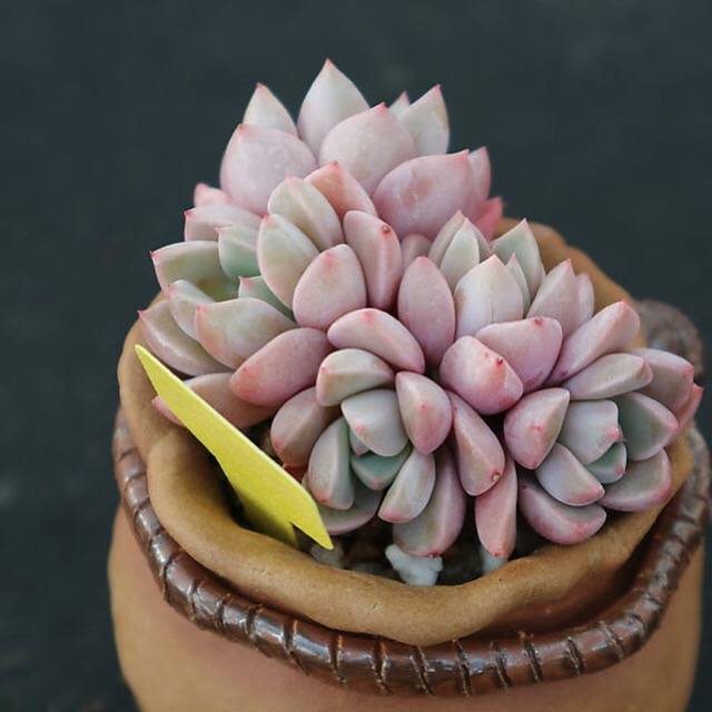 PRESALE Echeveria Pretty in Pink, Cluster (Not so Random)