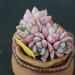 PRESALE Echeveria Pretty in Pink, Cluster (Not so Random)