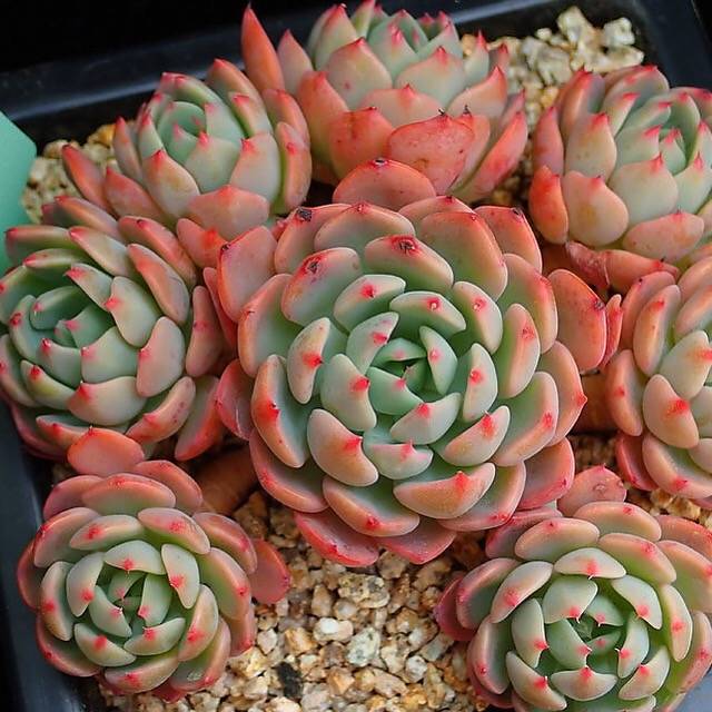 PRESALE Echeveria Nana Hook, (Random)