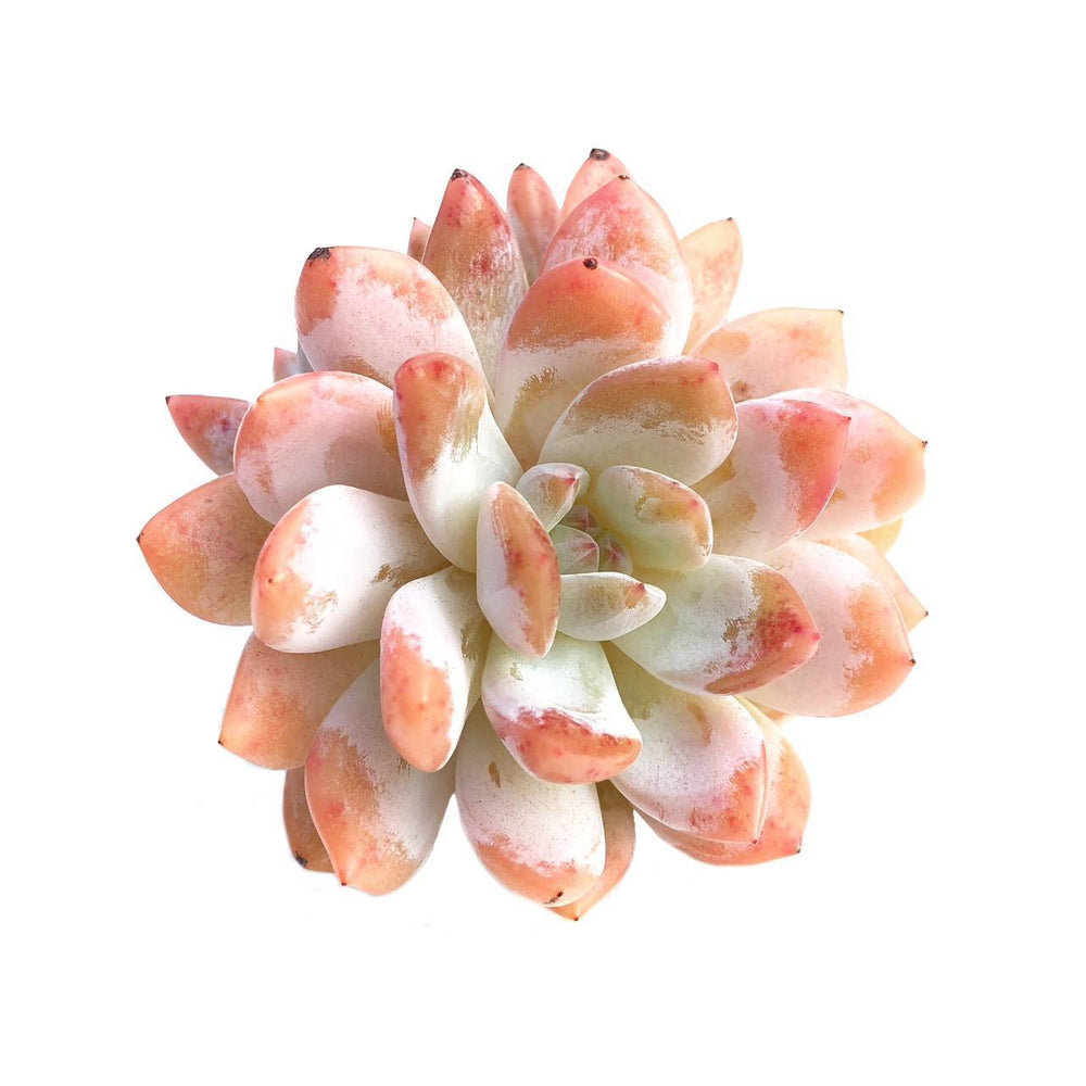 Echeveria Orange Monroe, Double