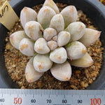 PRESALE Echeveria Tolimanensis, (Random)