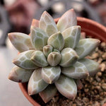 Pachyphytum Compactum Hybrid