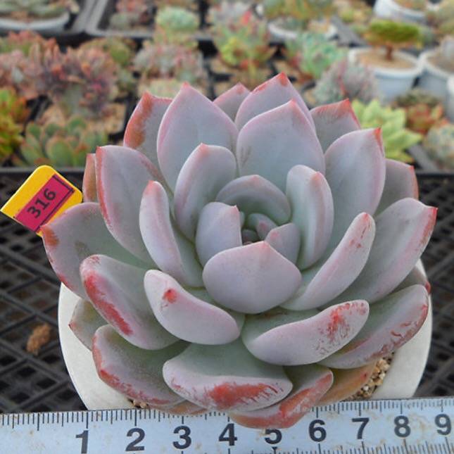 PRESALE Echeveria Hosikage, (Random)