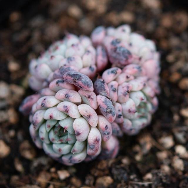 hwaga succulent Hwaga Original Hybrid- PRESALE Echeveria Indigo Mini