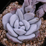 PRESALE Echeveria Lauii, (Random)