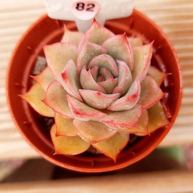 PRESALE Echeveria Eiria, (Random)