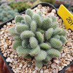 PRESALE Sedum Hintonii, (Random)