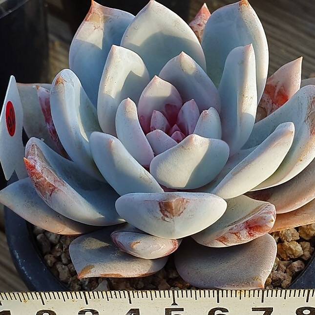 trost succulent Echeveria Trumso, (Not so Random) – Cedar Creek Farmhouse