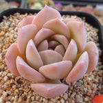 PRESALE Echeveria Amazing Grace, (Not so Random)