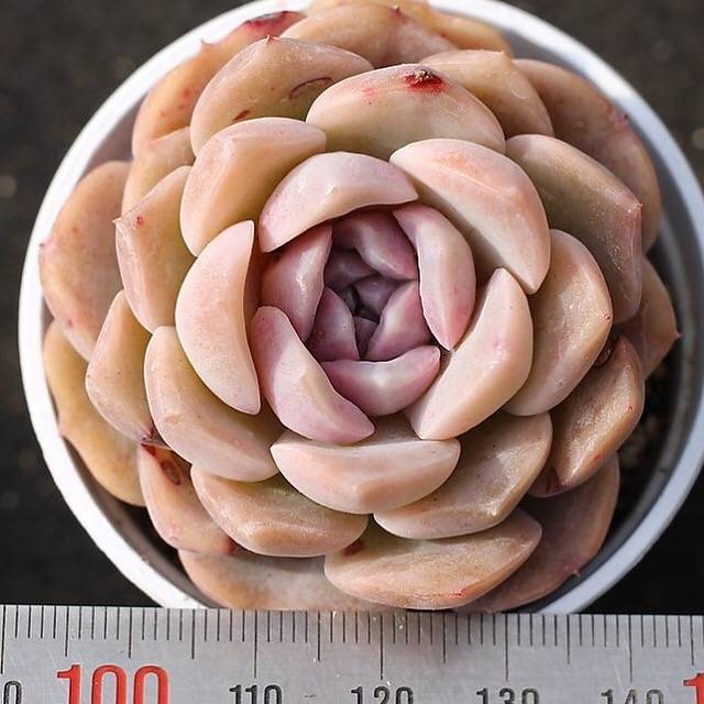 PRESALE Echeveria Love
