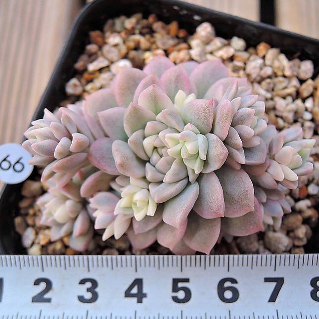 PRESALE Echeveria Prolifica, Variegata, (Random)