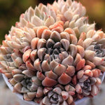 PRESALE Echeveria Wind of Change