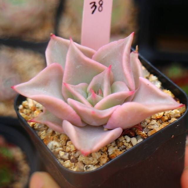 PRESALE Echeveria Madiba, (Random)