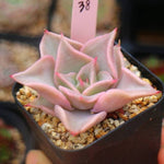 PRESALE Echeveria Madiba, (Random)