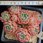 PRESALE Echeveria Nana Hook, (Random)