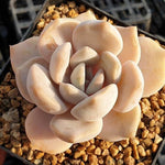 MOTHER'S DAY WEEKEND FLASH SALE! PRESALE Echeveria Tiramisu, (Random)