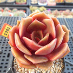 PRESALE Echeveria Jesta, (Not so Random)