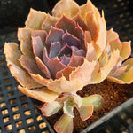 Echeveria Shaviana Madre del Sur, (Random)