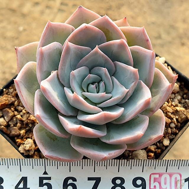 SPECIAL! JUST CART!! PRESALE Echeveria 'Grand Blue,' (Not So Random)