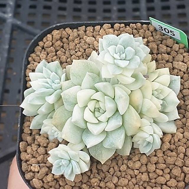 (RESERVED) Echeveria Prolifica, Variegata