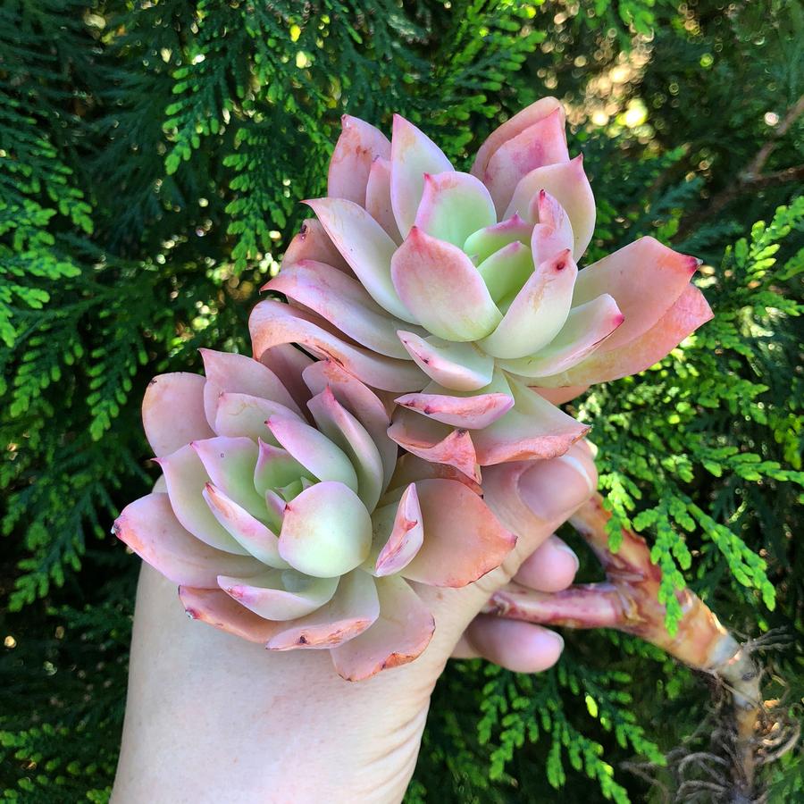 PRESALE Echeveria Joy, (Random)