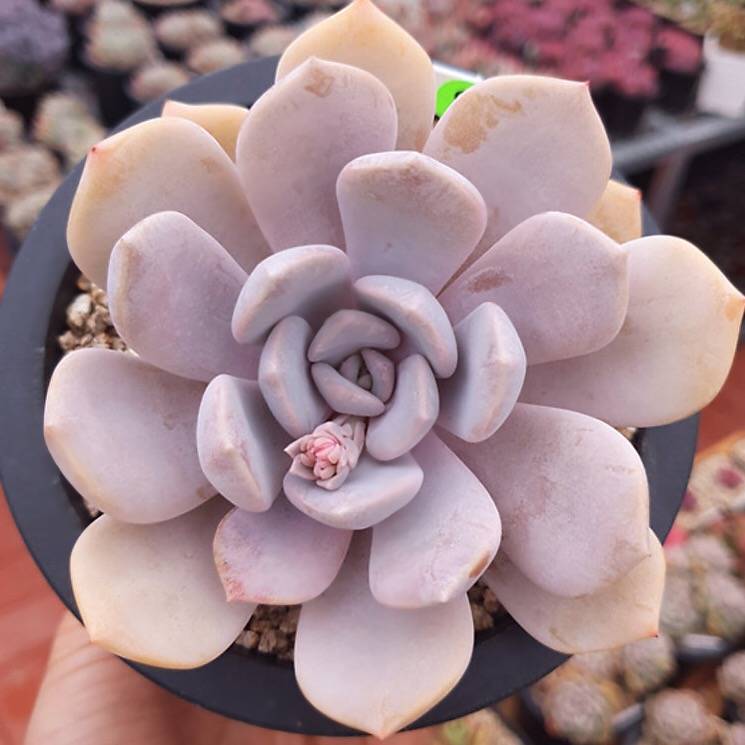 tiramisu succulent PRESALE Echeveria Tiramisu, (Not so Random)