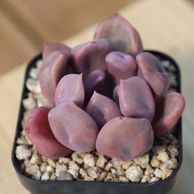 PRESALE Echeveria Cupid, (Random)