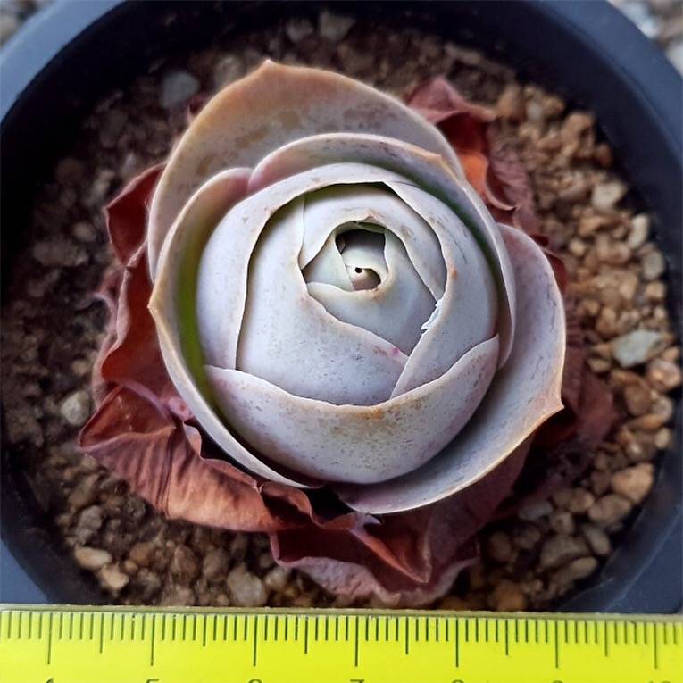 (RESERVED) Greenovia El Hierro