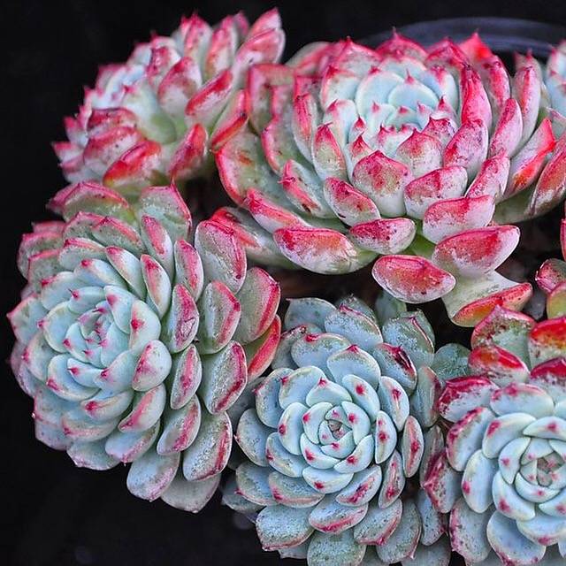 blue minima succulent Echeveria Blue Minima, Clusters, (Random, but please read before carting!)