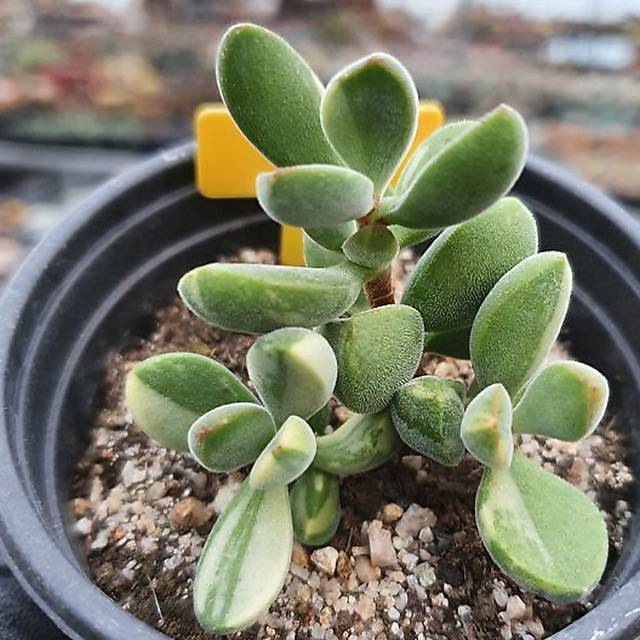 rogersii succulent Crassula Rogersii, Variegata
